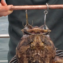 A scorpion fish hanging from a bar with hooks, person holding the bar.