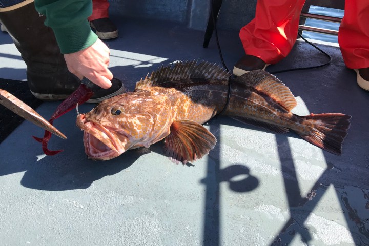 A lingcod fish on a boat deck with people in boots handling it.