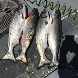 Four fish lying side by side on a boat deck with a green hose nearby.