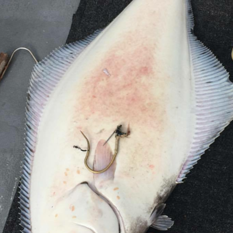 Large flatfish with hook in mouth on a gray surface, next to a boot.
