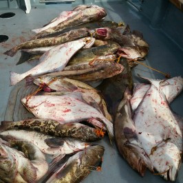 Pile of large fish on a boat deck with ocean in background.