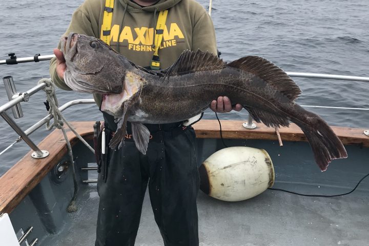 Person on a boat holding a large fish with ocean in the background.
