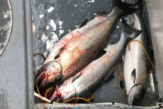 Three fish with blood marks in a metal container, beside a blue-gloved hand.